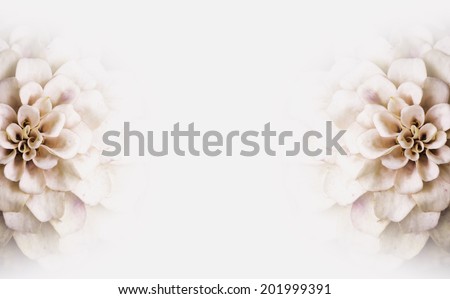Background of pink white flowers copy-space