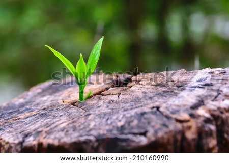 a strong seedling growing in the center trunk tree as a Concept of support building a future.. (focus on new life )