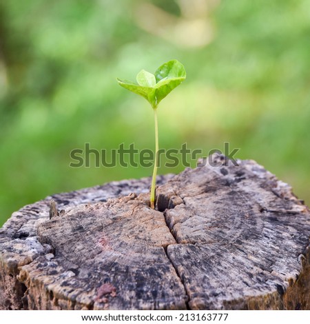 a strong seedling growing in the center trunk tree as a concept of support building a future.