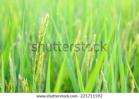 Green spike rice  field in rice farm for background (selected focus)
