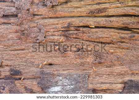 termite eaten wood wall old until disintegrated.