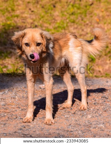 Stray Dog Licking His Lips ,dog hungry