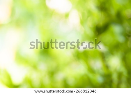 Bokeh background from green leaf light ray. eco concept