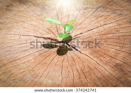 strong seedling growing in the center trunk tree as a Concept of support building a future.. (focus on new life )