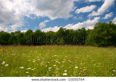 Meadow of wildflowers under a bright, cloudy blue sky, bordered with a forest of trees.