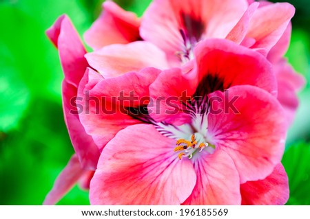 manola pink flower assortment spring garden house