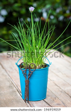 Fresh grass small onion in a blue bucket