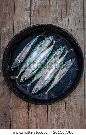 Just fished fresh raw mackerel in the old copper frying pan on the wooden table