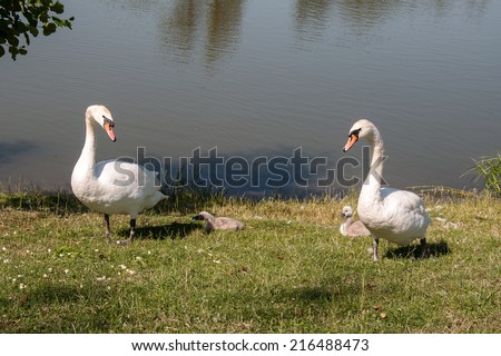 Swans parents with nestlings ashore the pond