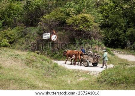 VILLAGE EIBENTHAL, ROMANIAN BANAT, MAY 29, 2009 - Cows pulling a cart with wood. Eibenthal is one of six purely Czech villages in Romania, where the Czechs live more than 150 years