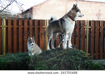 A bitch of West Siberian Laika and her puppies