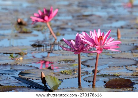Sea of pink lotus,Nong Han, Udon Thani, Thailand (unseen in Thailand)