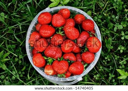 Fresh and juicy, a rain watered, the strawberry in an extra packing against  a green grass