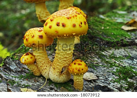 On a tree pack there are four yellow mushrooms, around a moss and leaves