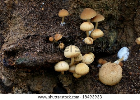 A colony of poisonous mushrooms grown up on the fertile wood earth