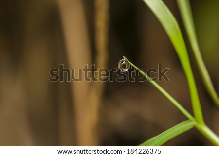 photo shows the drops of dew on a blade of grass pendant resembling a stick insect