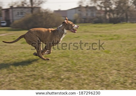 American Staffordshire Terrier in pursuit of their supervisor. Included clipping path dog separated from the background