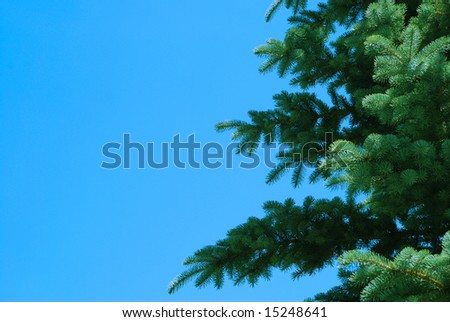 the branch of fur-tree against the pure blue sky background