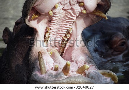 Hippopotamus with wide opened mouth