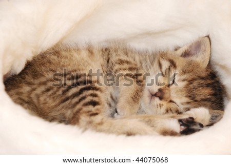 puppies and kittens sleeping together. cute puppies and kittens