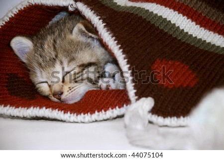 cute kitten sleeping in a winter hat