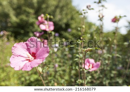pink rose of sharon in the seoul forest park.