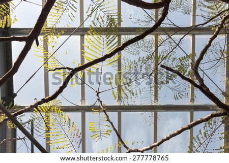 A ceiling of Botanical garden and bracken leaves in the blue sky at the early spring.
