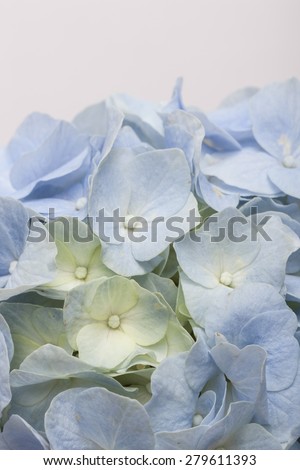 A light blue hydrangea(Hydrangea macrophylla for. otaksa) for wedding bouquet close up in the studio.