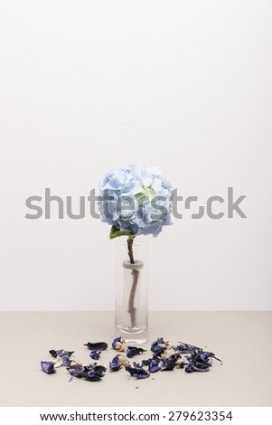 A light blue hydrangea(Hydrangea macrophylla for. otaksa) for wedding bouquet in the glass cup with blue floral leaf on the paper table(desk) in the studio.