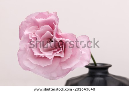 A pink rose for wedding in the black flower vase on the white bottom in the ivory background, studio.