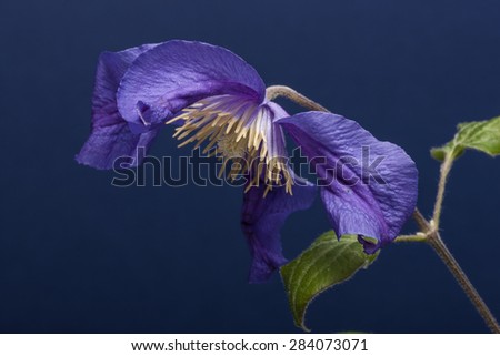 purple Iris flowers close up in the navy(dark blue, indigo blue) background at the studio.