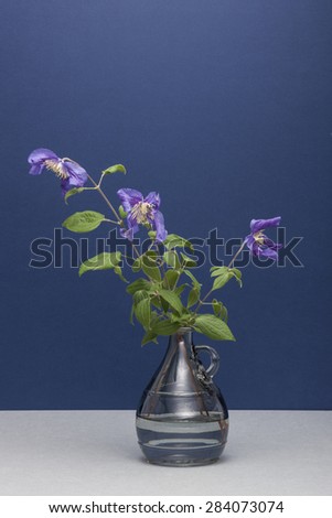 purple Iris flowers close up in the navy(dark blue, indigo blue) background on the grey bottom with glass vase at the studio.