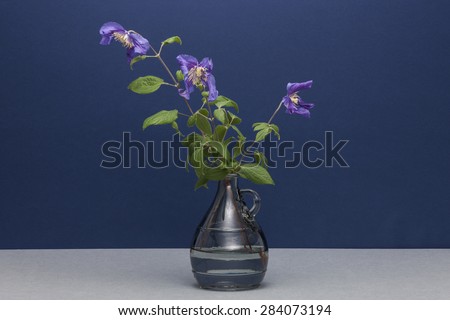 purple Iris flowers close up in the navy(dark blue, indigo blue) background on the grey bottom with glass vase at the studio.