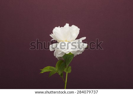 A white(yellow) peony flower for wedding bouquet in the brown(wine, chocolate) color background at the studio.