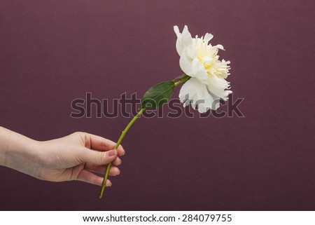 A woman(girl) hand hold a white(yellow) peony(rose) flower for wedding bouquet to lover in the brown(wine, chocolate) color background at the studio.