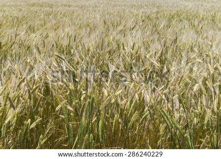 a barley field for background, texture at the summer in the jeju-do(island), south korea.