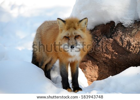 Red Fox squinting from the bright sunlight reflected off the snow
