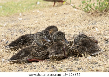 juvenile baby mallard ducks waiting for mom