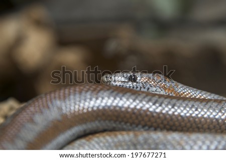 Rosy Boa a small attractive non-venomous snake
