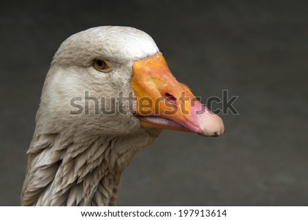 American Buff Goose profile close up. A domesticated bird extremely rare poultry breed, and listed as critical on the conservation priority list and is in danger of extinction