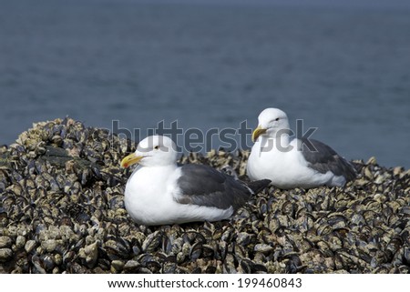 The California gulls, also known as  Larus californicus, resting on rocks covered in hundreds of bivalvia mollusca, comonly referred to as mussels