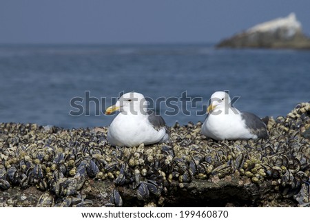 The California gulls, also known as  Larus californicus, resting on rocks covered in hundreds of bivalvia mollusca, comonly referred to as mussels