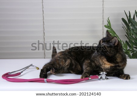 Female Tortoiseshell Tabby Cat waiting on the exam table for the vet, stethoscope on the table with her