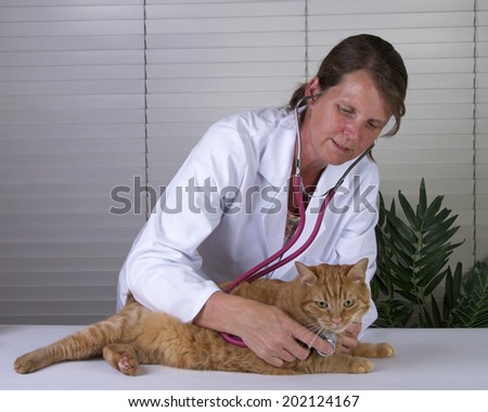 Male orange tabby cat on exam table with a caring female veterinarian examining