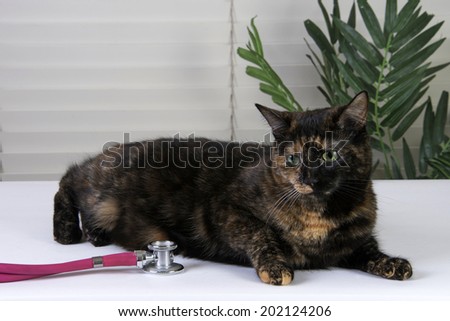 Female Tortoiseshell Tabby Cat waiting on the exam table for the vet, stethoscope on the table with her