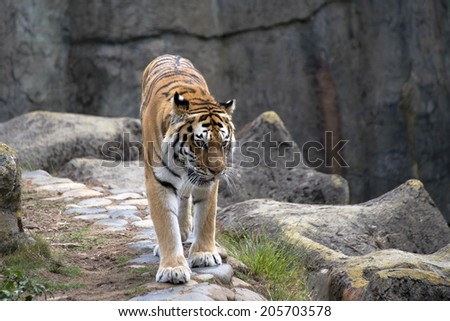 Tiger pacing back and forth on a cliff wall
