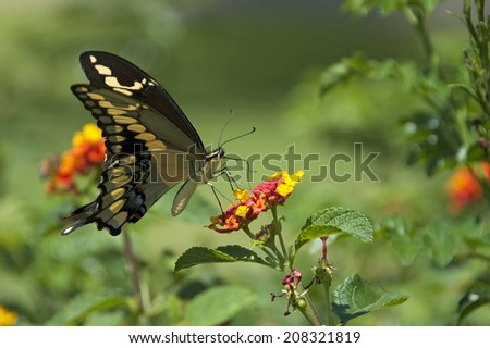 The Black Swallowtail, also known as the American Swallowtail or Parsnip Swallowtail, so big it can not stop fluttering it\'s wings to drink nectar from these yellow and orange cluster Lantana flowers