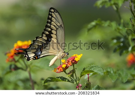 The Black Swallowtail, also known as the American Swallowtail or Parsnip Swallowtail, so big it can not stop fluttering it's wings to drink nectar from these yellow and orange cluster Lantana flowers
