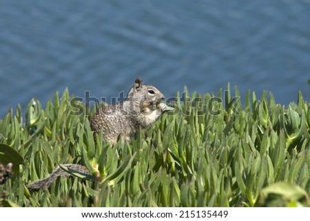 Grey ground squirrel in Delosperma cooperi, more commonly known as ice plant ground cover