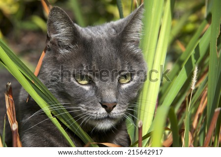 Domesticated grey cat pretending to be a wild jungle cat hunting through the brush. The Chartreux is a rare breed of domestic cat from France recognized by a number of registries around the world.